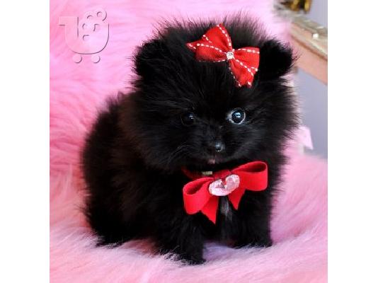PoulaTo: Pomeranian κουτάβια - Ready 60Euro